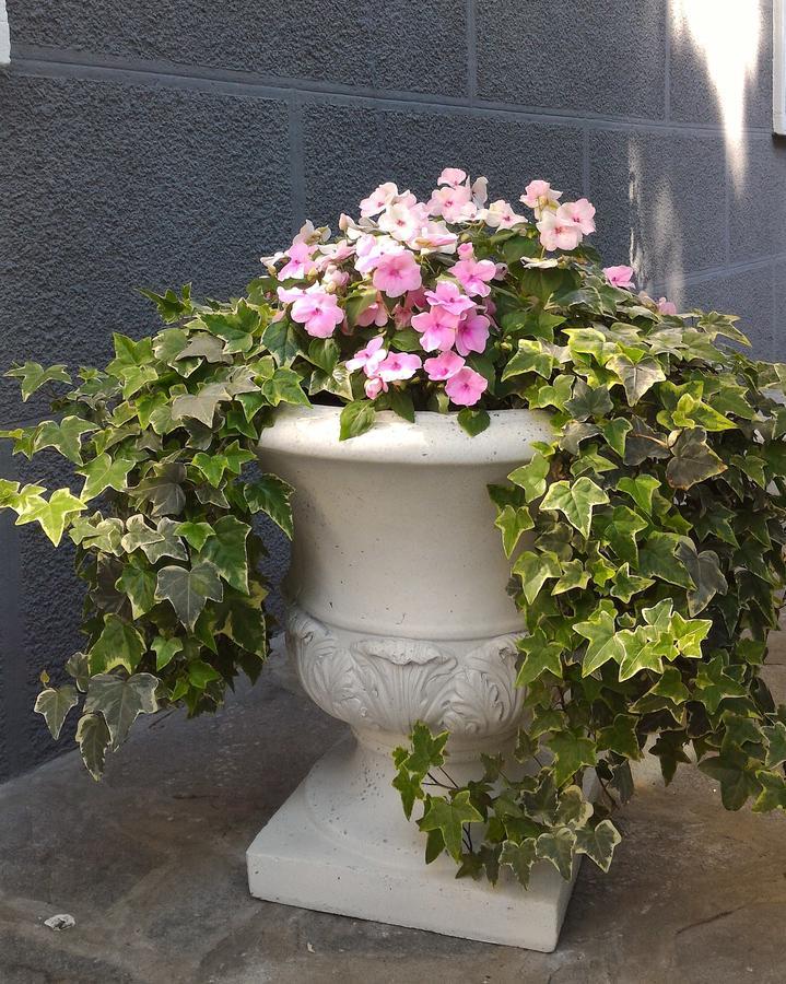 גאלארטה B&B Le Magnolie מראה חיצוני תמונה
